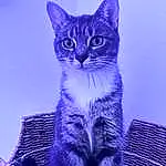 Chat, Bleu, Felidae, Azure, Carnivore, Small To Medium-sized Cats, Purple, Moustaches, Fenêtre, Electric Blue, Museau, Poil, Domestic Short-haired Cat, Queue, Terrestrial Animal, Door, Freezing