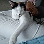 Chat, Yeux, Comfort, Sleeve, Gesture, Felidae, Grey, Carnivore, Moustaches, Small To Medium-sized Cats, Queue, Museau, Patte, Domestic Short-haired Cat, Griffe, Poil, Human Leg, Sieste, Nail, Linens