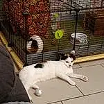 Plante, Textile, Bois, Pet Supply, Carnivore, Arbre, Chat, Faon, Race de chien, Mesh, Felidae, Bird Supply, Queue, Moustaches, Animal Shelter, Poil, Cage, Small To Medium-sized Cats, Door