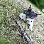Chat, Yeux, Felidae, Carnivore, Plante, Small To Medium-sized Cats, Grey, Moustaches, Herbe, Arbre, Queue, Museau, Groundcover, Domestic Short-haired Cat, Poil, Bois, Terrestrial Animal, Soil