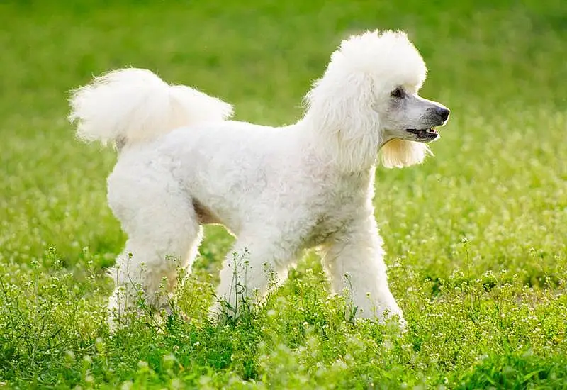 Chien, Race de chien, Plante, Carnivore, Chien de compagnie, Herbe, Queue, Museau, Grassland, Terrier, Terrestrial Animal, Canidae, Poodle, Toy Dog, Field, Working Animal, Poil, Non-sporting Group, Ancient Dog Breeds