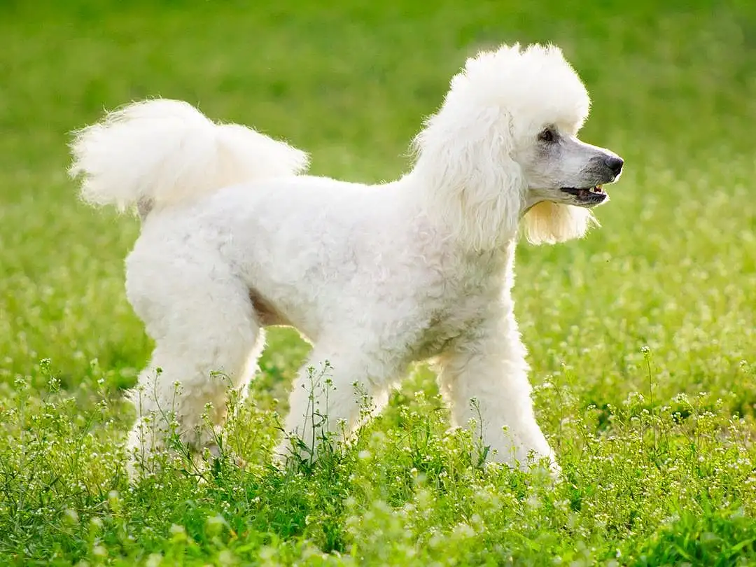 Chien, Race de chien, Plante, Carnivore, Chien de compagnie, Herbe, Queue, Museau, Grassland, Terrier, Terrestrial Animal, Canidae, Poodle, Toy Dog, Field, Working Animal, Poil, Non-sporting Group, Ancient Dog Breeds