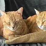 Chat, Felidae, Carnivore, Comfort, Small To Medium-sized Cats, Moustaches, Bois, Cat Supply, Faon, Museau, Queue, Couch, Cat Furniture, Poil, Domestic Short-haired Cat, Patte, Assis, Griffe, Cat Bed, Sieste