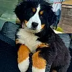 Chien, Race de chien, Carnivore, Bernese Mountain Dog, Chien de compagnie, Museau, Terrestrial Animal, Poil, Herding Dog, Canidae, Working Dog, Couch, Working Animal