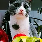 Chat, Carnivore, Felidae, Moustaches, Plante, Small To Medium-sized Cats, FenÃªtre, Happy, Herbe, Arbre, Event, Domestic Short-haired Cat, Queue, Poil, Jouets, Banana Family, Banana, Patte, Ornament, Holiday