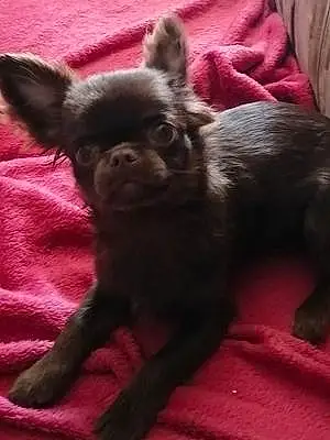 Nom Chihuahua Chien Sid