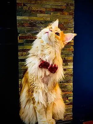 Nom Maine Coon Chat Pikachu