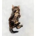 Yeux, Chat, Felidae, Carnivore, Small To Medium-sized Cats, Moustaches, Queue, Museau, Patte, Terrestrial Animal, Art, Domestic Short-haired Cat, Griffe, Poil, Maine Coon, Assis
