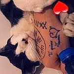 Bras, Neck, Felidae, Carnivore, Gesture, Interaction, Finger, Small To Medium-sized Cats, Chat, Cool, Moustaches, Temporary Tattoo, Tattoo, Nail, Wrist, Elbow, Thigh, Human Leg, Queue, Chien de compagnie