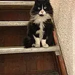 Chat, FenÃªtre, Bois, Carnivore, Felidae, Moustaches, Small To Medium-sized Cats, Line, Stairs, Tints And Shades, Museau, Queue, Poil, Domestic Short-haired Cat, Assis, Arbre, Box, Hardwood, House, British Longhair