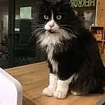 Chat, Felidae, Small To Medium-sized Cats, Moustaches, Carnivore, Table, Museau, Bois, Queue, Poil, Hardwood, Domestic Short-haired Cat, British Longhair, Box, FenÃªtre, Assis