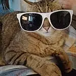 Lunettes, Chat, Vision Care, Felidae, Carnivore, Sunglasses, Small To Medium-sized Cats, Comfort, Goggles, Eyewear, Oreille, Moustaches, Faon, Cool, Bois, Museau, Queue, Poil, Patte, Selfie