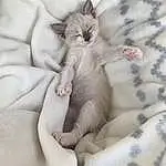 Chat, Comfort, Textile, Carnivore, Felidae, Grey, Moustaches, Small To Medium-sized Cats, Faon, Patte, Linens, Queue, Poil, Domestic Short-haired Cat, Bedding, Cat Bed, Sieste, Canidae, Bed Sheet, Pattern