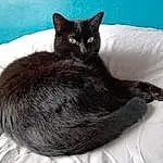 Chat, Yeux, Comfort, Felidae, Cat Bed, Carnivore, Grey, Moustaches, Small To Medium-sized Cats, Bed, Museau, Queue, Cat Supply, Chats noirs, Domestic Short-haired Cat, Griffe, Poil, Bombay, Linens, Patte