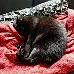 Chat, Felidae, Carnivore, Comfort, Small To Medium-sized Cats, Grey, Moustaches, Queue, Chats noirs, Domestic Short-haired Cat, Poil, Linens, Cat Supply, Canidae, Griffe, Carmine, Wool, Cat Bed, Sieste