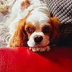 Hair, Head, Chien, Carnivore, Race de chien, Liver, Chien de compagnie, Faon, Museau, Comfort, Toy Dog, Canidae, Poil, King Charles Spaniel, Herbe, Terrestrial Animal, Moustaches, Ã‰pagneul