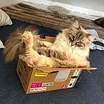 Chat, Carnivore, Felidae, Small To Medium-sized Cats, Faon, Moustaches, Box, Packaging And Labeling, Ragdoll, Poil, Patte, Comfort, Cardboard, Persan, Rectangle, Shipping Box