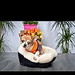 Chien, Plante, Dog Supply, Dog Clothes, Orange, Carnivore, Race de chien, Faon, Chien de compagnie, Collar, Working Animal, Table, Chair, Rectangle, Museau, Bag, Pet Supply, Dog Collar, Font