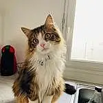 Chat, Fenêtre, Carnivore, Kitchen Sink, Felidae, Moustaches, Small To Medium-sized Cats, Sink, Museau, Queue, Maine Coon, Tap, Luggage And Bags, Patte, Box, Poil, Bag, Domestic Short-haired Cat, British Longhair