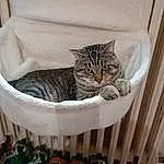 Chat, Felidae, Bois, Carnivore, Table, Small To Medium-sized Cats, Shelf, Plante, Moustaches, Arbre, Fenêtre, House, Hardwood, Room, Queue, Chair, Domestic Short-haired Cat, Twig, Poil, Rectangle