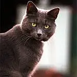 Chat, Felidae, Carnivore, Small To Medium-sized Cats, Iris, Moustaches, Grey, Museau, Oreille, Close-up, Domestic Short-haired Cat, Poil, Fenêtre, Havana Brown, Bleu russe