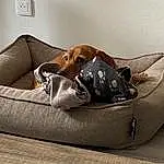 Brown, Chien, Comfort, Carnivore, Picture Frame, Couch, Grey, Beige, Race de chien, Faon, Bois, Sofa Bed, Luggage And Bags, Working Animal, Chien de compagnie, Bag, Studio Couch, Outdoor Shoe, Canidae