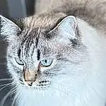Chat, Felidae, FenÃªtre, Carnivore, Small To Medium-sized Cats, Moustaches, Museau, Close-up, Poil, Terrestrial Animal, Domestic Short-haired Cat, British Longhair, Patte, SibÃ©rien