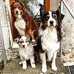 Chien, Race de chien, Carnivore, Chien de compagnie, Door, Museau, Canidae, Poil, Fence, Toy Dog, King Charles Spaniel, Working Animal, Working Dog, Liver, Assis, Ancient Dog Breeds, Gun Dog
