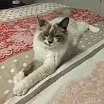 Chat, Yeux, Carnivore, Felidae, Comfort, Grey, Small To Medium-sized Cats, Moustaches, Faon, Museau, Queue, Patte, Griffe, Domestic Short-haired Cat, Poil, Couch, Linens, Hardwood