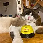 Chat, Felidae, Carnivore, Small To Medium-sized Cats, Moustaches, Cat Supply, Pet Supply, Museau, Queue, Patte, Domestic Short-haired Cat, Poil, Jouets, Collar, Box, Griffe, LÃ©gende de la photo, Drink, Hardwood