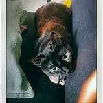 Chat, Felidae, Small To Medium-sized Cats, Carnivore, Moustaches, Race de chien, Faon, Adaptation, Queue, Terrestrial Animal, Museau, Rectangle, Chats noirs, Légende de la photo, Poil, Square, Canidae, Domestic Short-haired Cat