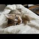 Chat, Yeux, Comfort, Carnivore, Grey, Small To Medium-sized Cats, Faon, Moustaches, Felidae, Terrestrial Animal, Queue, Museau, Bois, Plante, Linens, Domestic Short-haired Cat, Griffe, Poil, Canidae