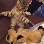 Chat, Felidae, Comfort, Carnivore, Faon, Small To Medium-sized Cats, Moustaches, Queue, Museau, Patte, Jouets, Poil, Domestic Short-haired Cat, Chien de compagnie, Griffe, Couch, Pet Supply, Stuffed Toy, Terrestrial Animal, Sieste