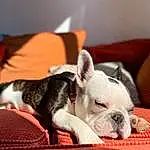 Chien, Comfort, Carnivore, Oreille, Race de chien, Faon, Chien de compagnie, Museau, Couch, Moustaches, Toy Dog, Canidae, Boston Terrier, Working Animal, Non-sporting Group, Sieste, Terrestrial Animal, Chiots, Wrinkle