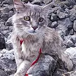 Chat, Yeux, Felidae, Carnivore, Small To Medium-sized Cats, Iris, Moustaches, Terrestrial Animal, Bedrock, Museau, Poil, Domestic Short-haired Cat, FenÃªtre, Plante, Rock, Queue