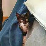 Chat, Yeux, Comfort, Carnivore, Felidae, Grey, Small To Medium-sized Cats, Moustaches, Faon, Linens, Bedding, Domestic Short-haired Cat, Bed, Poil, Queue, Bed Sheet, Canidae, Room, Sieste, Thai