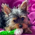 Chien, Race de chien, Carnivore, Oreille, Chien de compagnie, Faon, Toy Dog, Museau, Yorkshire Terrier, Terrier, Petit Terrier, Dog Supply, Canidae, Holiday, Herbe, Poil, Biewer Terrier, Yorkipoo, Water Dog