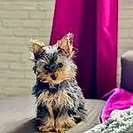 Chien, Race de chien, Carnivore, Chien de compagnie, Faon, Moustaches, Curtain, Toy Dog, Museau, Dog Supply, Yorkshire Terrier, Poil, Canidae, Petit Terrier, Event, Yorkipoo, Terrier, Felidae, Biewer Terrier