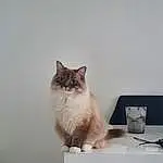 Chat, Felidae, Carnivore, Grey, Bois, Small To Medium-sized Cats, FenÃªtre, Moustaches, Ragdoll, Queue, Hardwood, Poil, Patte, Table, Domestic Short-haired Cat, Box, Balinais, British Longhair, Assis