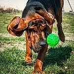 Chien, Race de chien, Working Animal, Carnivore, Liver, Baballe, Herbe, Faon, Plante, Museau, Sports Toy, Tennis Ball, Terrestrial Animal, Chien de chasse, Grassland, Soil, Canidae, Personal Protective Equipment, Guard Dog