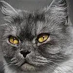 Hair, Visage, Head, Chat, Yeux, Felidae, Carnivore, Small To Medium-sized Cats, Grey, Moustaches, Fenêtre, Museau, Close-up, Poil, Domestic Short-haired Cat, British Longhair, Noir & Blanc, Terrestrial Animal, Monochrome