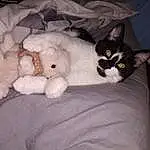 Chat, Felidae, Carnivore, Comfort, Small To Medium-sized Cats, Moustaches, Grey, Faon, Museau, Queue, Stuffed Toy, Patte, Bedding, Linens, Domestic Short-haired Cat, Cat Bed, Poil, Couch, Bed