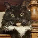 Chat, Felidae, Carnivore, Small To Medium-sized Cats, Moustaches, Fenêtre, Museau, Queue, Poil, Domestic Short-haired Cat, British Longhair, Chats noirs, Patte, Rectangle, Square, Terrestrial Animal, Bois