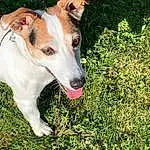 Chien, Plante, Race de chien, Carnivore, Herbe, Faon, Collar, Chien de compagnie, Moustaches, Museau, Groundcover, Terrier, Working Animal, Terrestrial Animal, Working Dog, Queue, Hunting Dog, Ancient Dog Breeds, Non-sporting Group