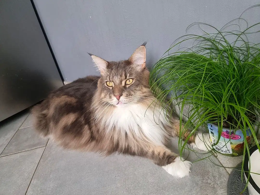 Chat, Plante, Yeux, Felidae, Flowerpot, Carnivore, Small To Medium-sized Cats, Moustaches, Faon, Houseplant, Maine Coon, Museau, Queue, Terrestrial Animal, Herbe, Poil, Domestic Short-haired Cat, Patte, FenÃªtre, Road Surface
