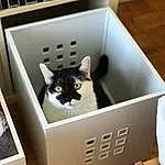 Chat, Shipping Box, Carnivore, Felidae, Grey, Shelf, Bois, Small To Medium-sized Cats, Moustaches, Packaging And Labeling, Carton, Box, Rectangle, Electronic Device, Cardboard, Hardwood, Packing Materials, Audio Equipment, Domestic Short-haired Cat