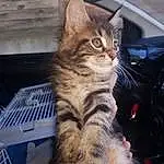 Chat, Felidae, Carnivore, Moustaches, Small To Medium-sized Cats, Plante, Poil, Queue, Domestic Short-haired Cat, Patte, Door, Griffe, Vehicle, Car, Assis, Automotive Exterior, Terrestrial Animal, Arbre, Lap