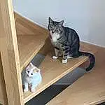 Chat, Felidae, Carnivore, Bois, Small To Medium-sized Cats, Interior Design, Moustaches, Hardwood, FenÃªtre, Queue, Shelf, Pet Supply, Comfort, Domestic Short-haired Cat, Poil, Cat Supply, Room, Shelving