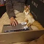 Computer, Personal Computer, Chat, Laptop, Touchpad, Comfort, Lap, Netbook, Felidae, Input Device, Space Bar, Carnivore, Faon, Moustaches, Computer Keyboard, Small To Medium-sized Cats, Office Equipment, Table, Electronic Device, Couch