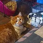 Chat, Felidae, Small To Medium-sized Cats, Carnivore, Faon, Moustaches, Bois, Museau, Queue, Poil, Pet Supply, Arbre, Tire, Domestic Short-haired Cat, Animal Shelter, Wheel, Kennel, Hiver, Cage, Canidae